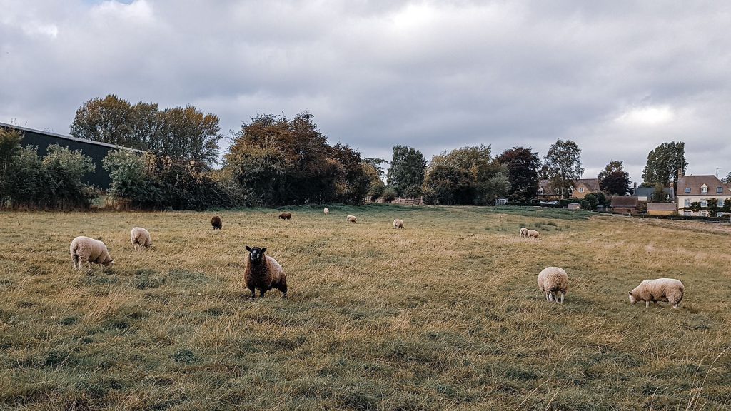 Sheep grazing in a field in the Cotswolds village of Ebringtom